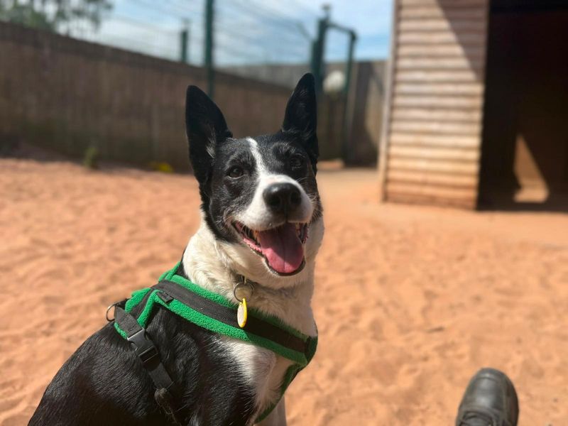 Kelly | Collie (Border) | Loughborough - 5