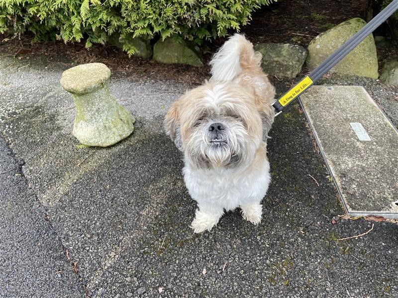 Shih Tzu Dogs And Puppies For Adoption