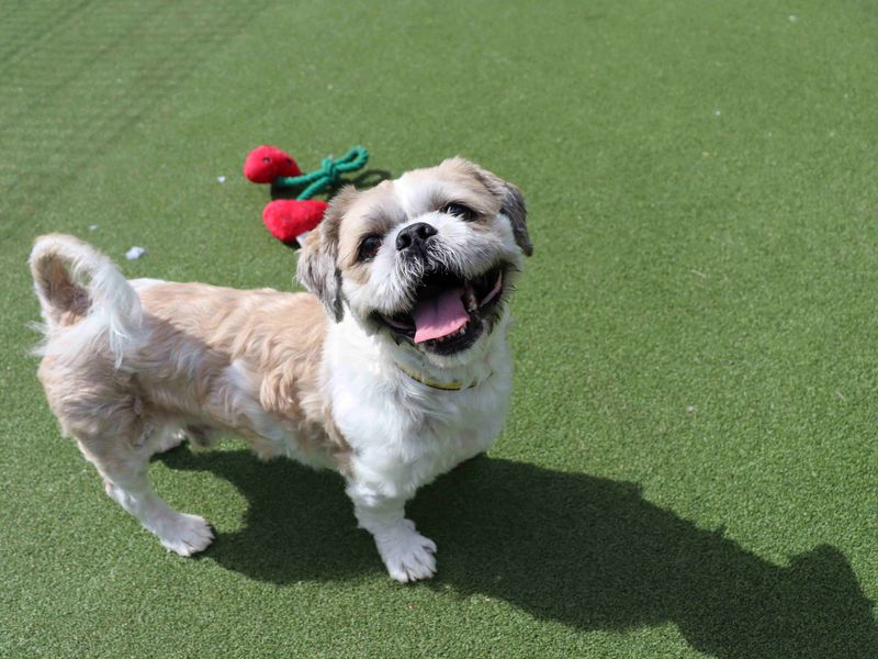 undefined | Shih Tzu | undefined - 7