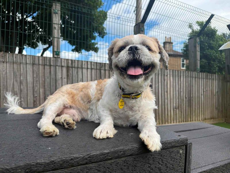 undefined | Shih Tzu | undefined - 4