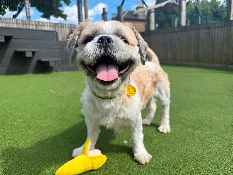 undefined | Shih Tzu | undefined - 3