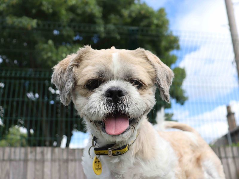 undefined | Shih Tzu | undefined - 2