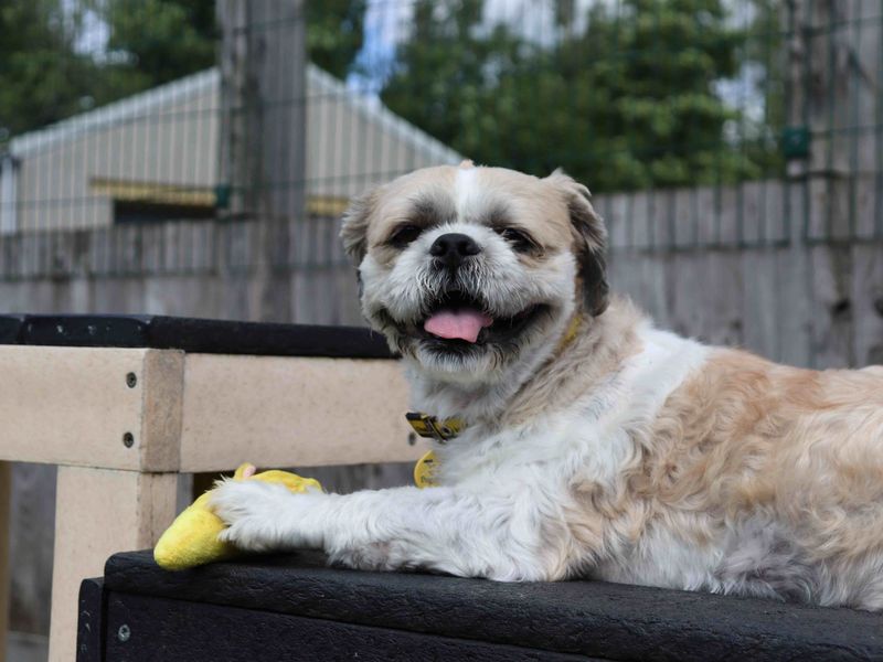 undefined | Shih Tzu | undefined - 5