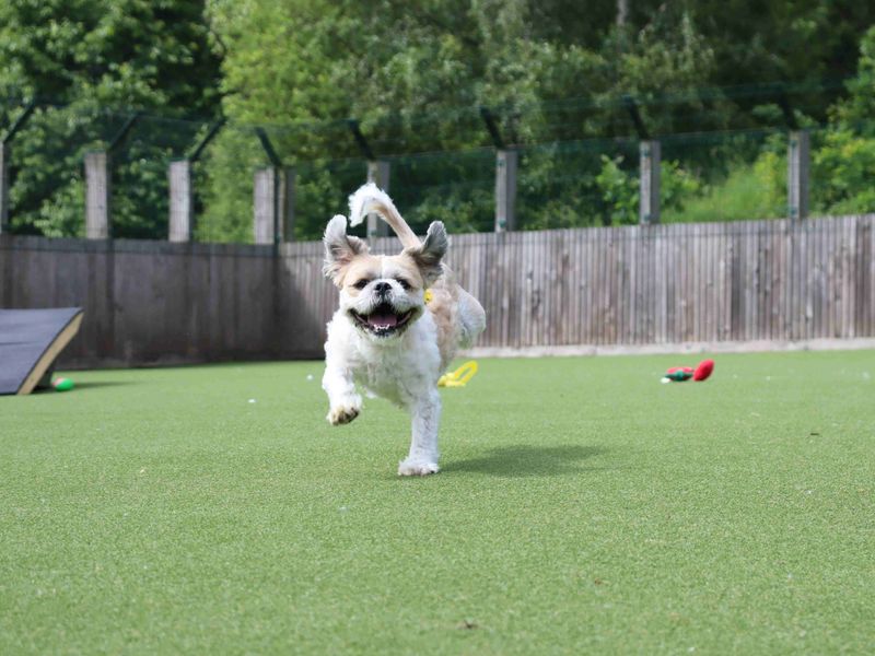 undefined | Shih Tzu | undefined - 1