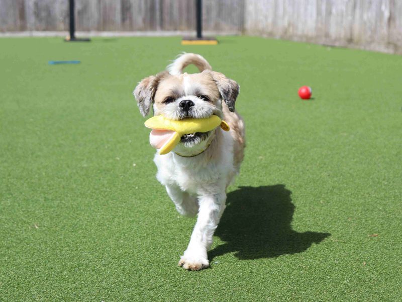 undefined | Shih Tzu | undefined - 6