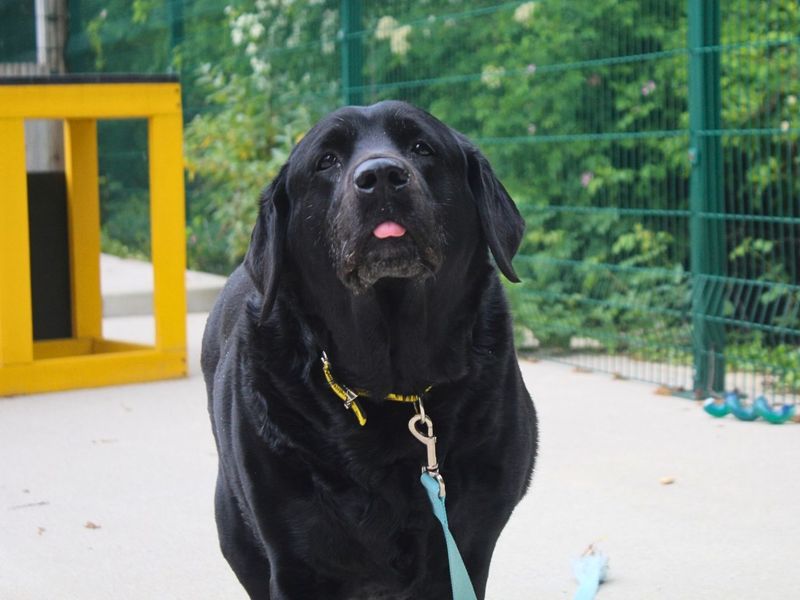 Margaret | Retriever (Flat Coated) | Manchester - 1