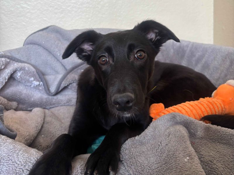 Una | Lurcher | Cardiff - 1