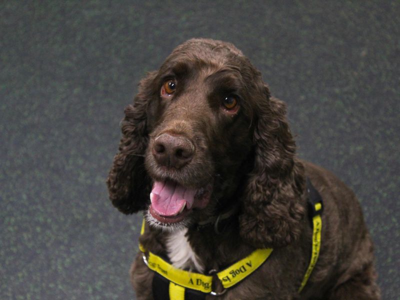 undefined | Spaniel (Cocker) | undefined - 3