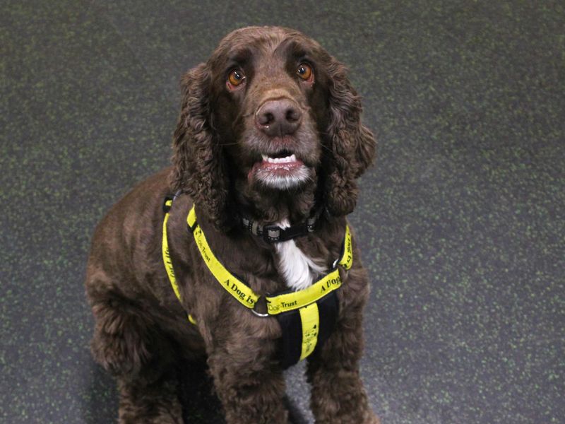 undefined | Spaniel (Cocker) | undefined - 4