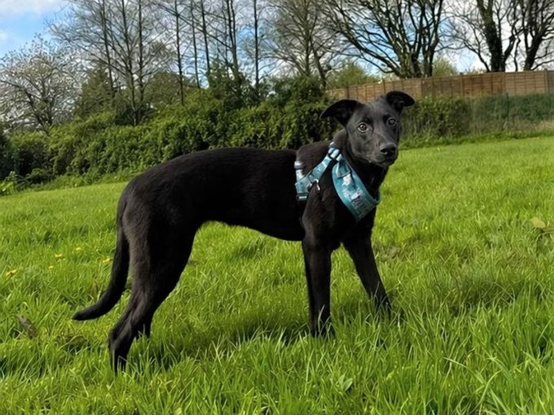 Orla | Lurcher | Bridgend (Wales) - 1