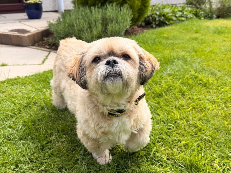 Pippa