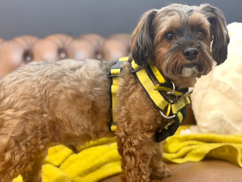 Otis | Terrier (Yorkshire) Cross | Canterbury - 1