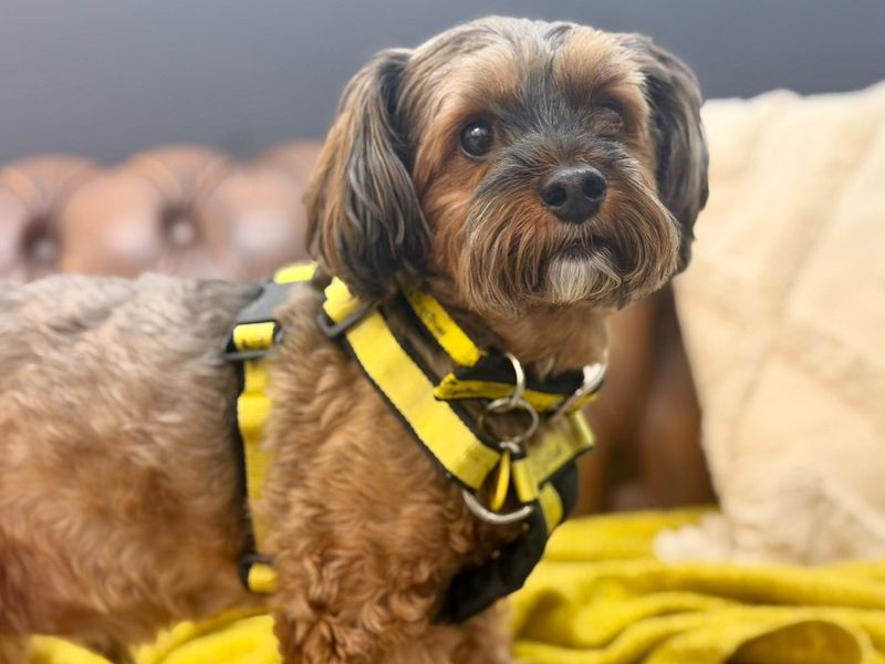 Otis | Terrier (Yorkshire) Cross | Canterbury - 2