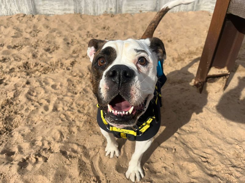 English Bulldog Dogs And Puppies For Adoption
