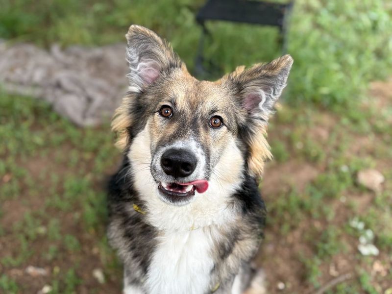 undefined | German Shepherd Dog | undefined - 6