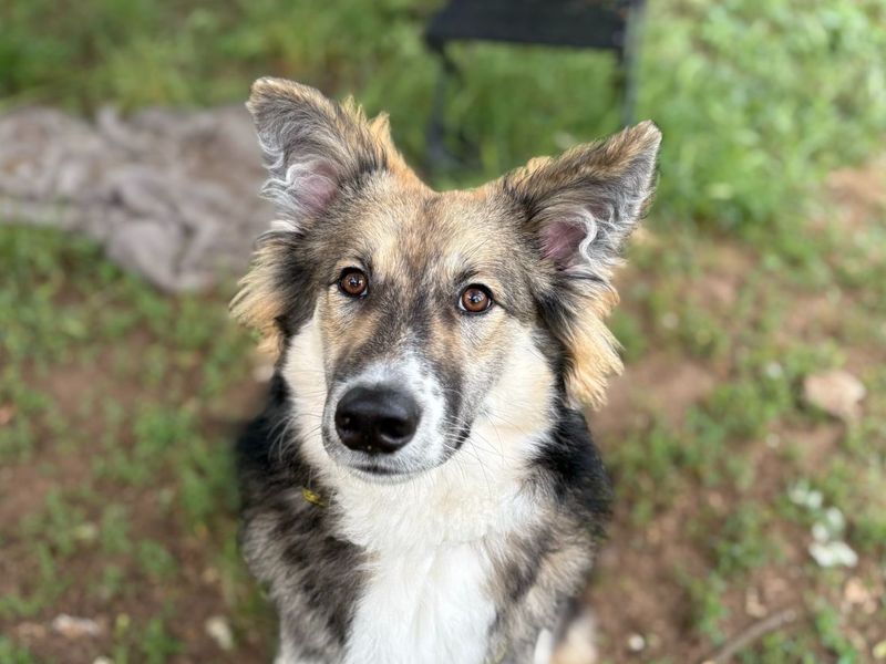 undefined | German Shepherd Dog | undefined - 2