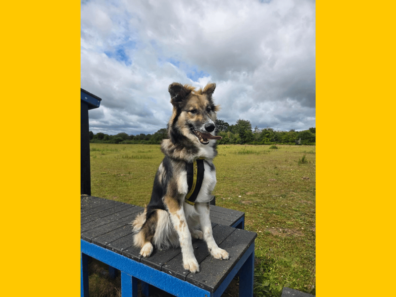 undefined | German Shepherd Dog | undefined - 7