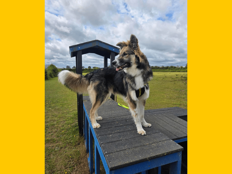 undefined | German Shepherd Dog | undefined - 3