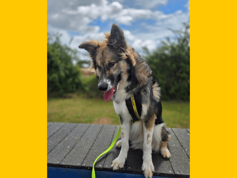 undefined | German Shepherd Dog | undefined - 5