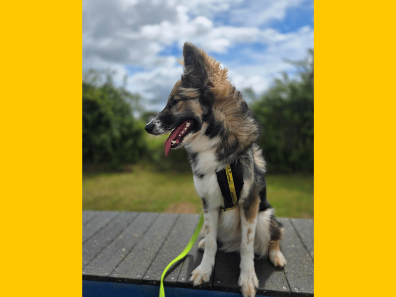 undefined | German Shepherd Dog | undefined - 4