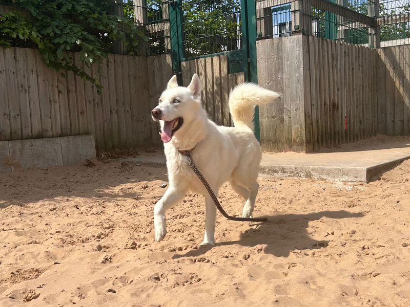 undefined | Siberian Husky | undefined - 1
