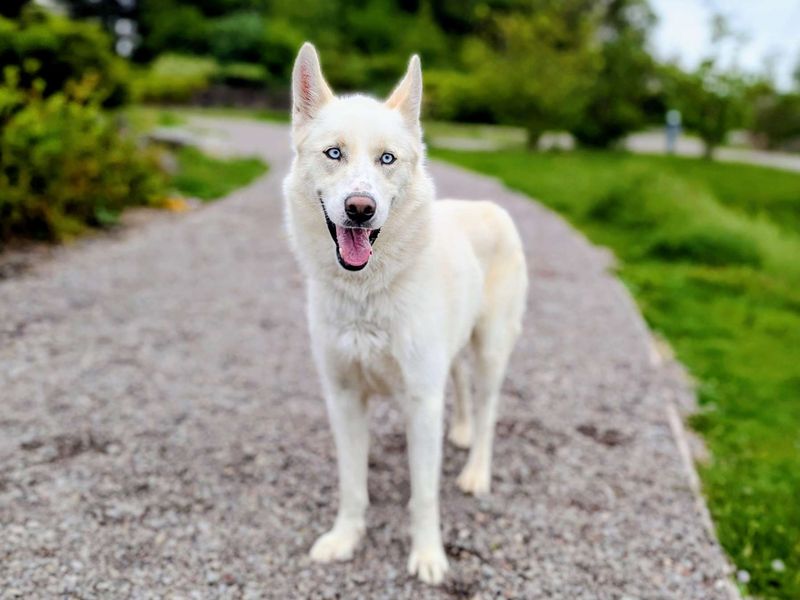 undefined | Siberian Husky | undefined - 3