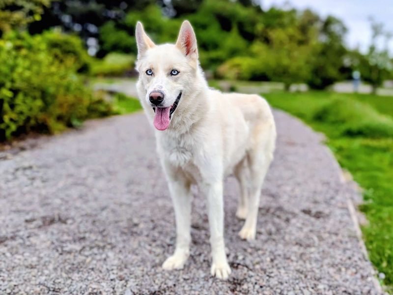 undefined | Siberian Husky | undefined - 4