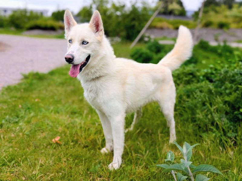 undefined | Siberian Husky | undefined - 2