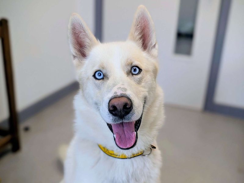 undefined | Siberian Husky | undefined - 5