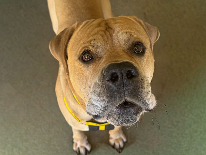 Rocco | Mastiff | Basildon (Essex) - 1