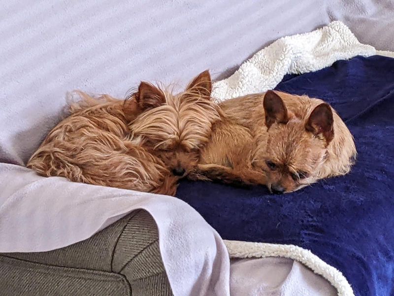 Yorkshire Terrier Dogs And Puppies For Adoption