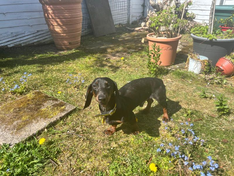 Stanley | Dachshund (Miniature Smooth Haired) | Cumbria - 1