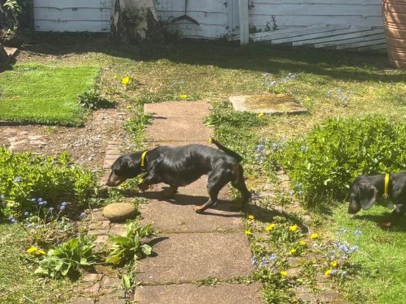 Dachshund Dogs And Puppies For Adoption