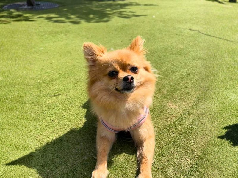 Kimchi