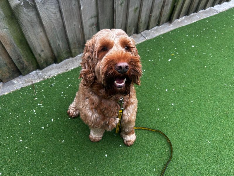 undefined | Spaniel (Cocker) Cross | undefined - 4