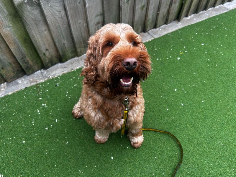 Bertie - Image 2 of 4