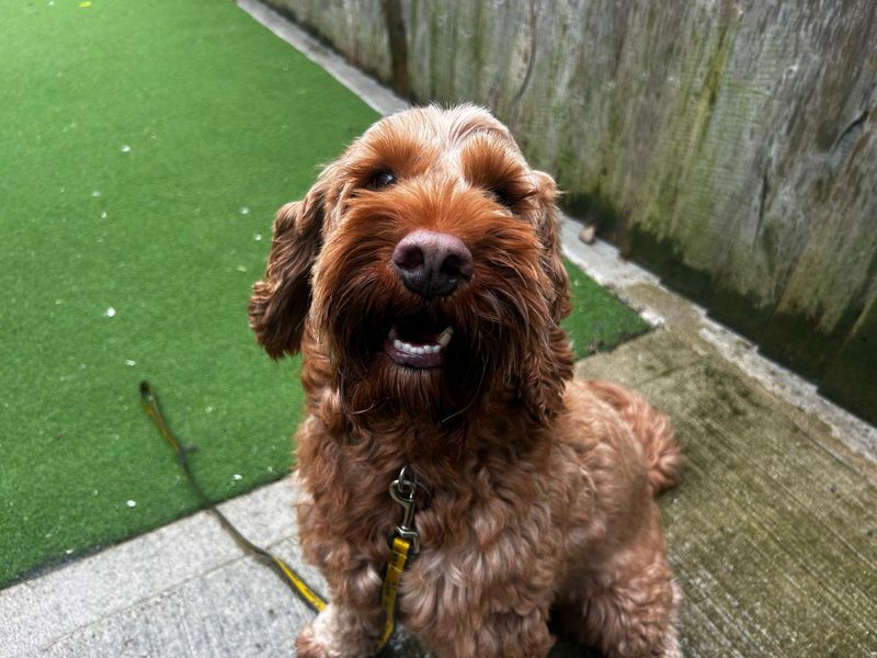 Bertie - Image 3 of 4