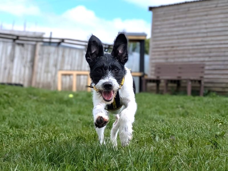 Jack Russell Terrier Dogs And Puppies For Adoption