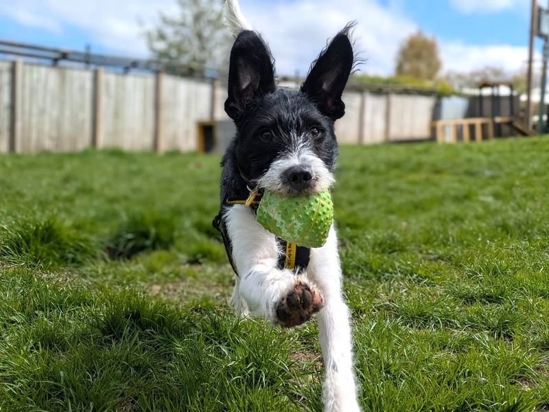 Benji - Image 6 of 7