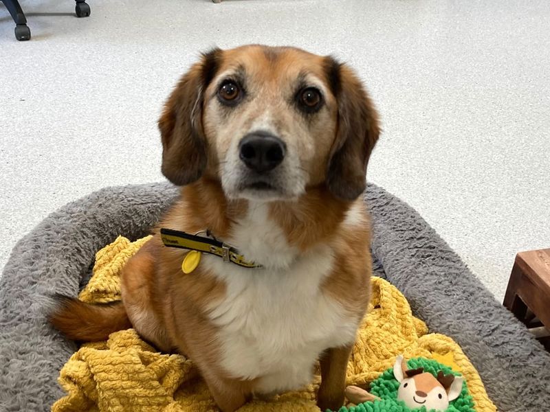Beagle Dogs And Puppies For Adoption