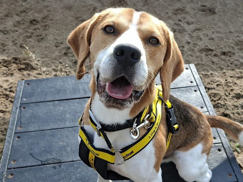 Beagle Dogs And Puppies For Adoption