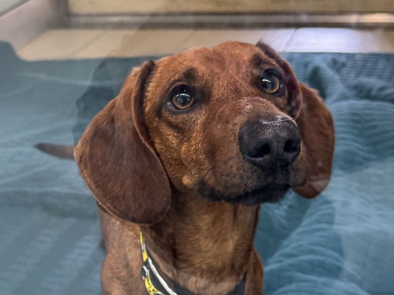 Leo | Dachshund (Smooth Haired) | Basildon (Essex) - 1