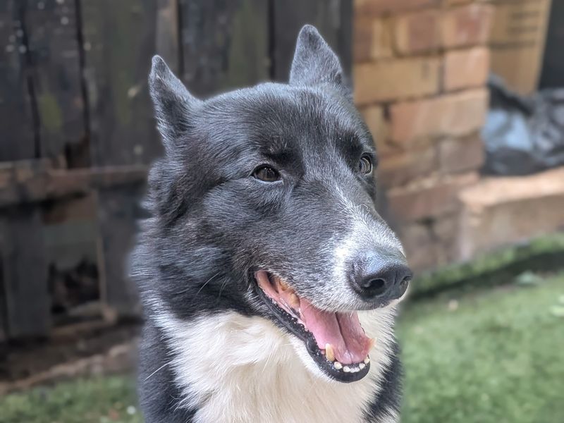 undefined | Collie (Border) Cross | undefined - 1