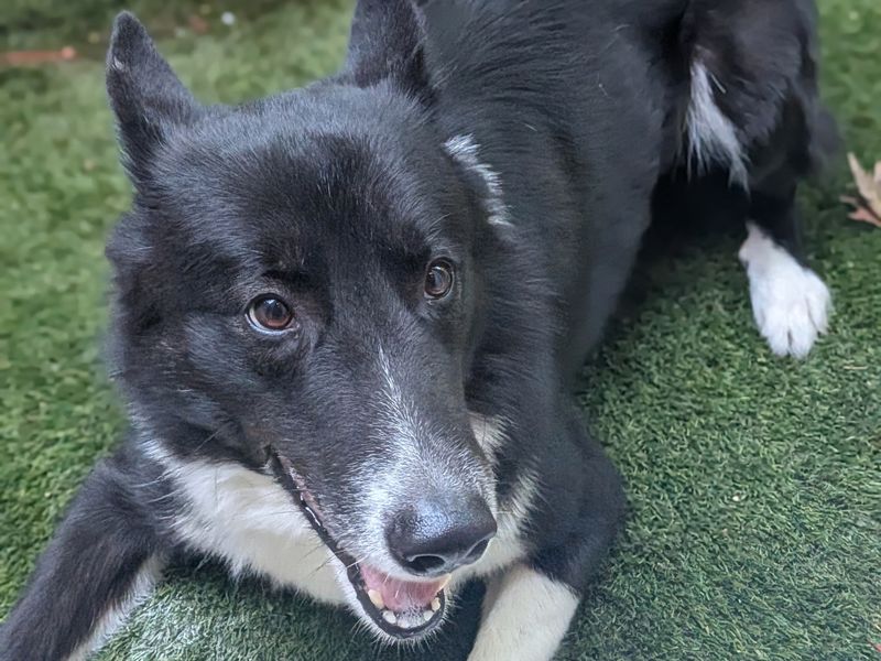 undefined | Collie (Border) Cross | undefined - 2
