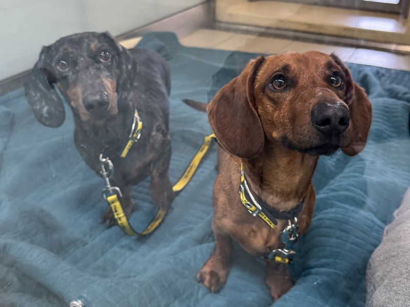 Shadow | Dachshund (Smooth Haired) | Basildon (Essex) - 1