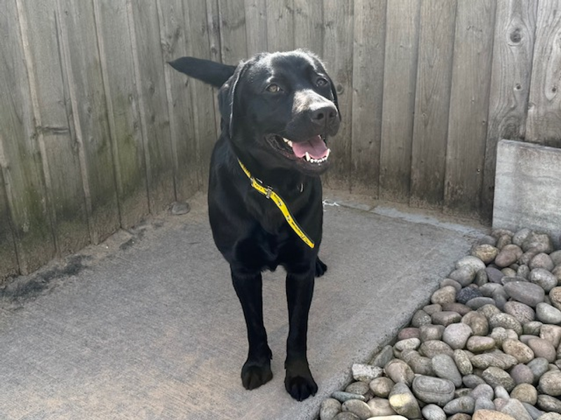 Sophie | Retriever (Labrador) | Cardiff - 1