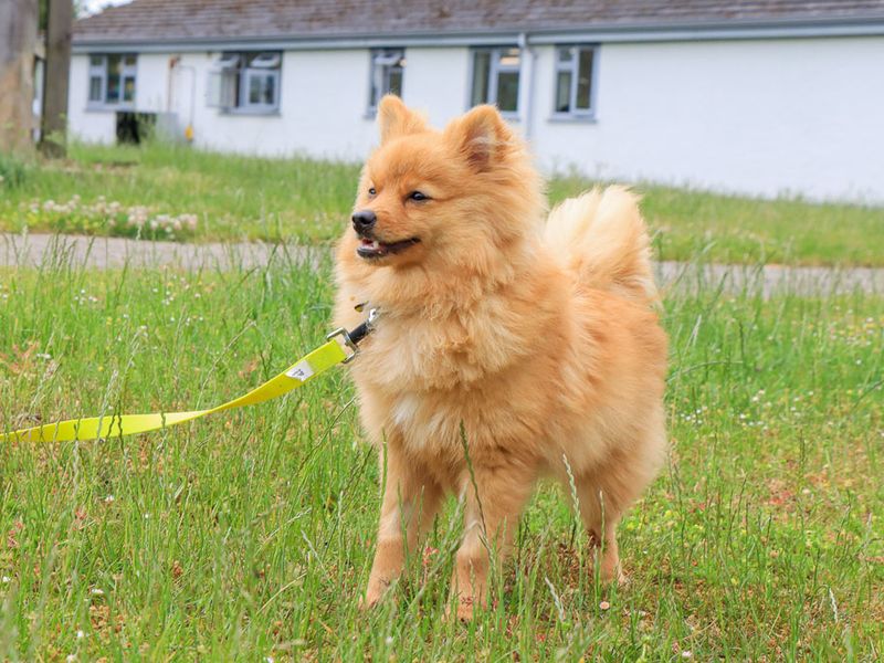 undefined | German Spitz | undefined - 4
