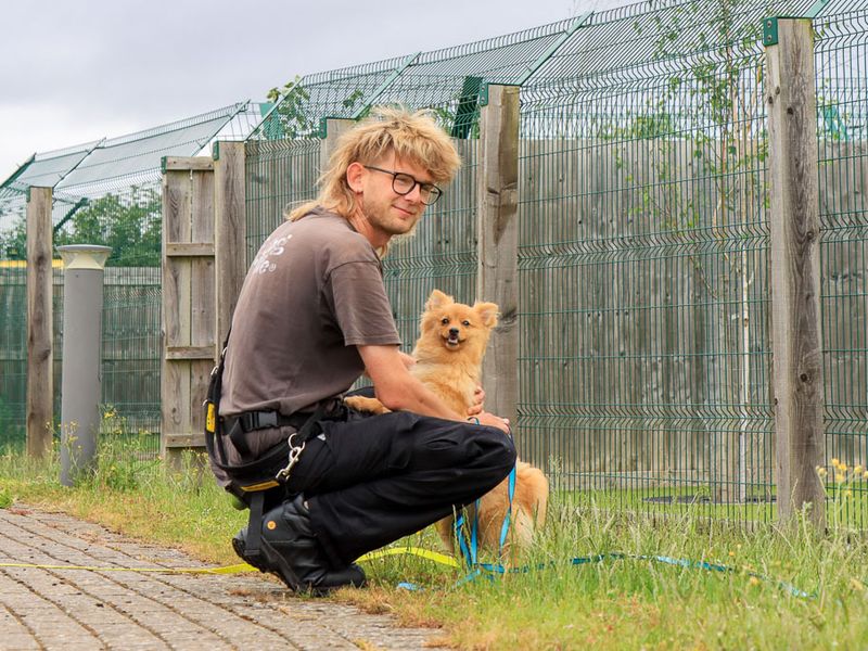 undefined | German Spitz | undefined - 5