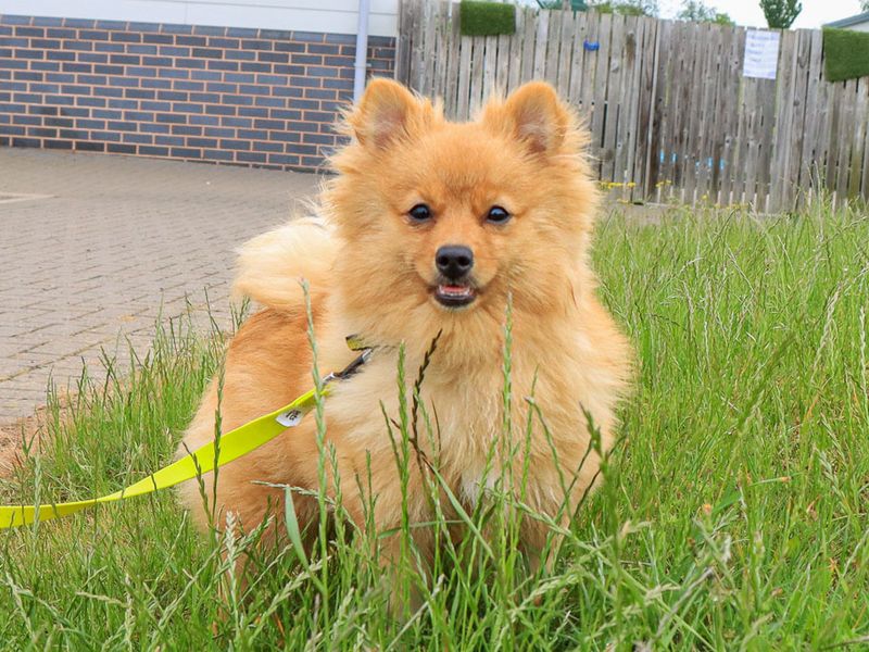 undefined | German Spitz | undefined - 1