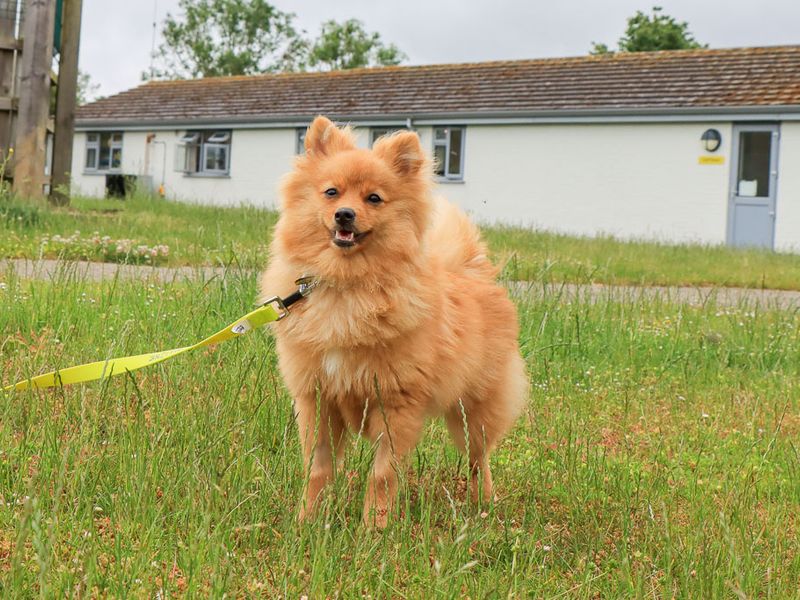 undefined | German Spitz | undefined - 2